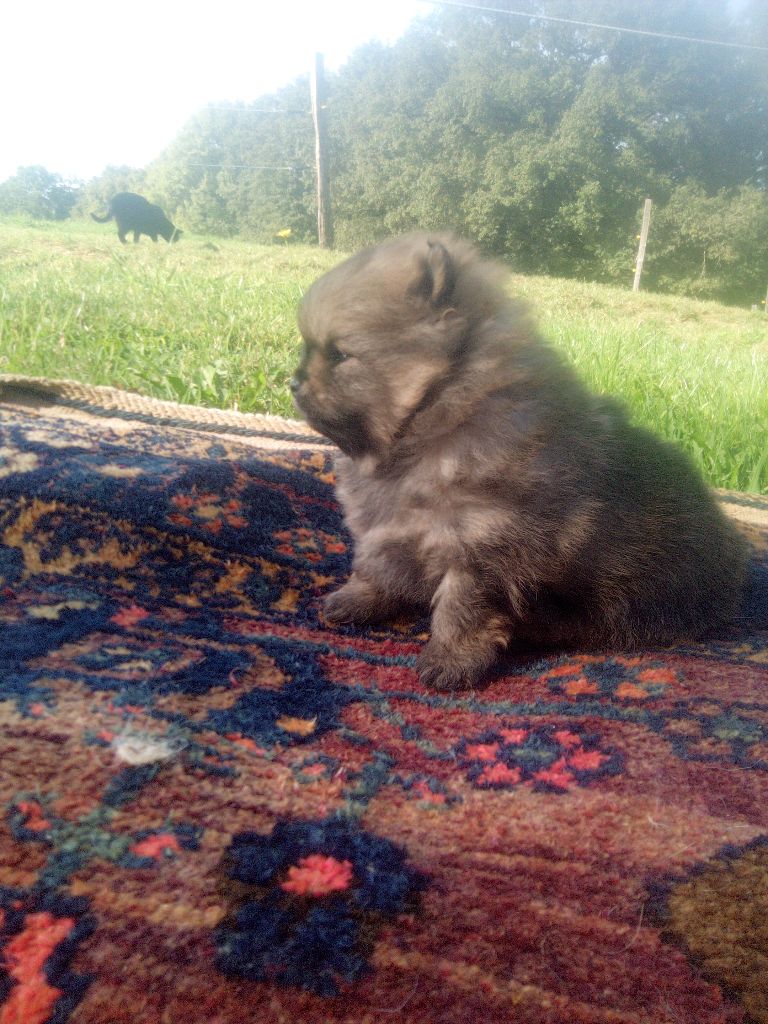 Du Pays D'Oze - Chiots disponibles - Spitz allemand